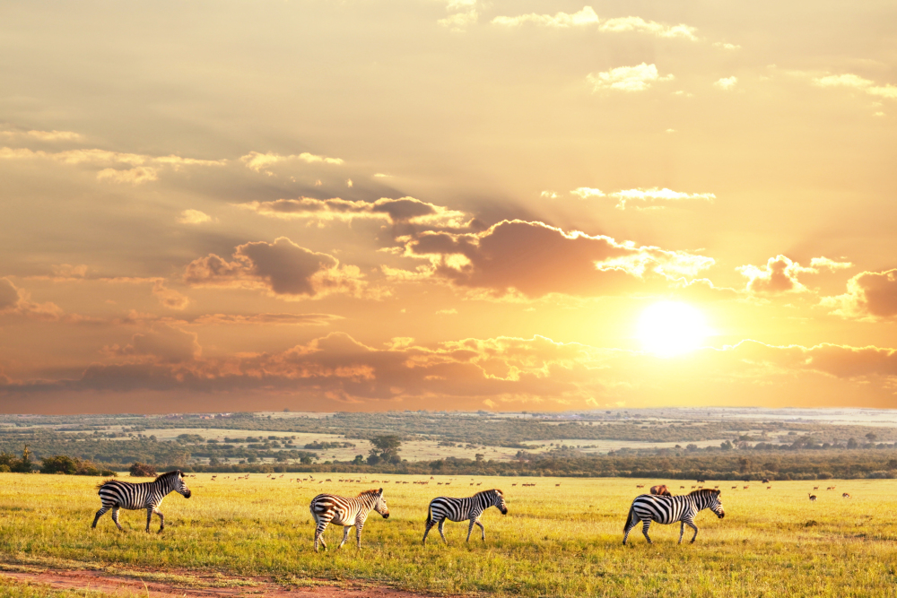 luxusna-dovolenka-afrika-safari2